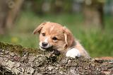 CORGI PEMBROKE 1205